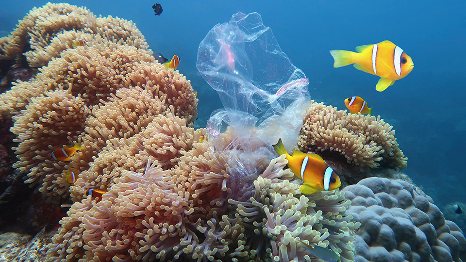 Colourful fish swimming by a coral reef and some plastic floating in the water