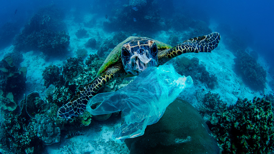 Sea turtle carrying a piece of plastic underwater
