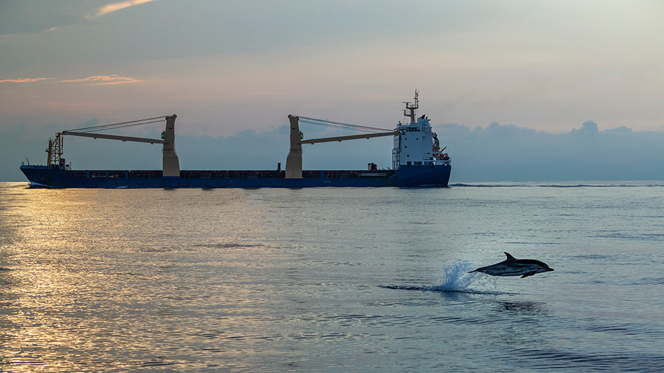 Dolphin jumping near tanker ship at sunset